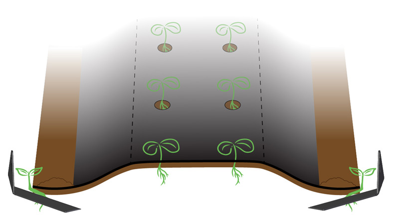 Tender Plant Hoes turned in to cultivate edge of plastic Cultivating edge of plastic with tender plant hoe
