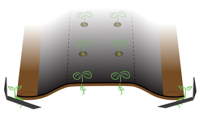 Tender Plant Hoes turned in to cultivate edge of plastic Cultivating edge of plastic with tender plant hoe