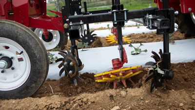 Edge of Plastic Cultivation with Finger Weeder and Spyder Edge of Plastic Cultivation with Finger Weeder and Spyder