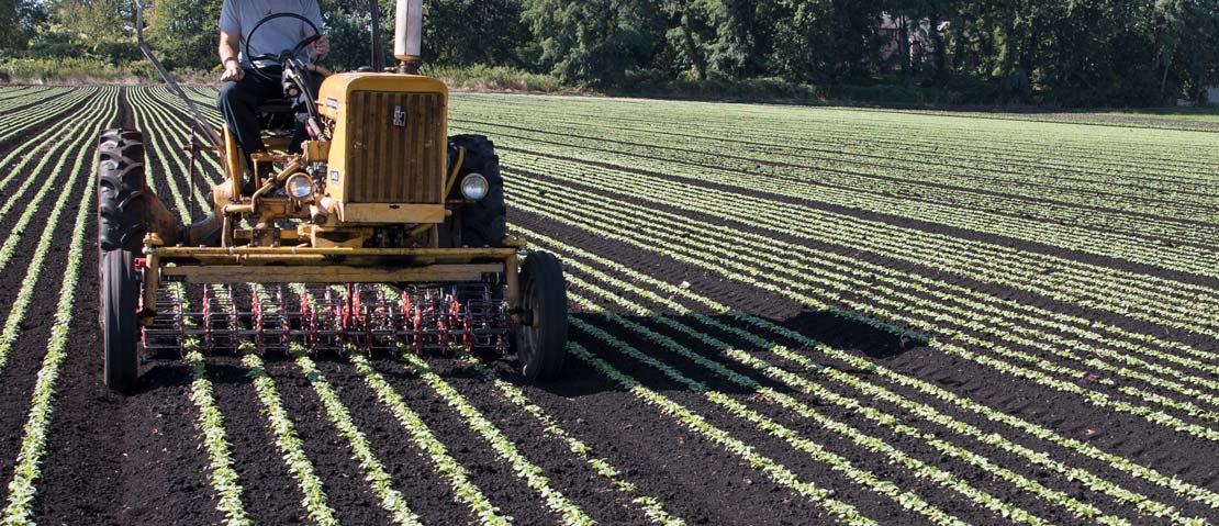 International 140 Cultivating with Basket Weeder Tilmor Basket Weeder on International 140
