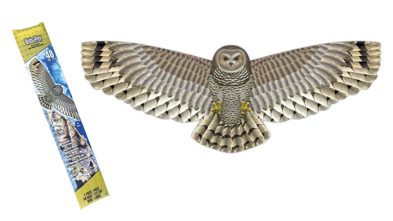 owl birds of prey kite