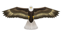 eagle birds of prey kite