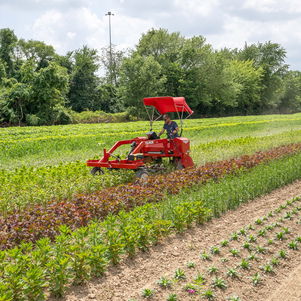flower farming