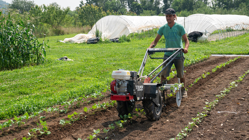 Cultivation in progress