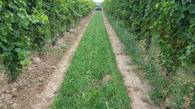 Vineyard Cultivation - Before and After Vineyard Cultivation - Before and After